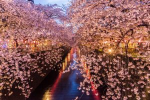 Hanami: la fioritura dei fiori di ciliegio in giappone