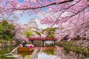 fioritura dei sakura